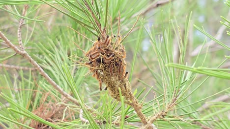pine tree caterpillars nest close up
