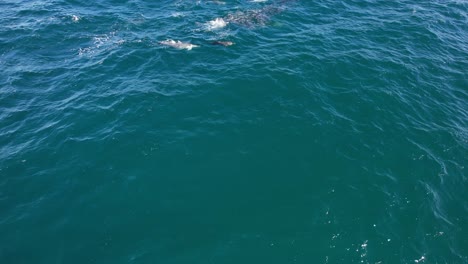 delfines cazando peces mullet en nueva gales del sur, australia - disparo de avión no tripulado