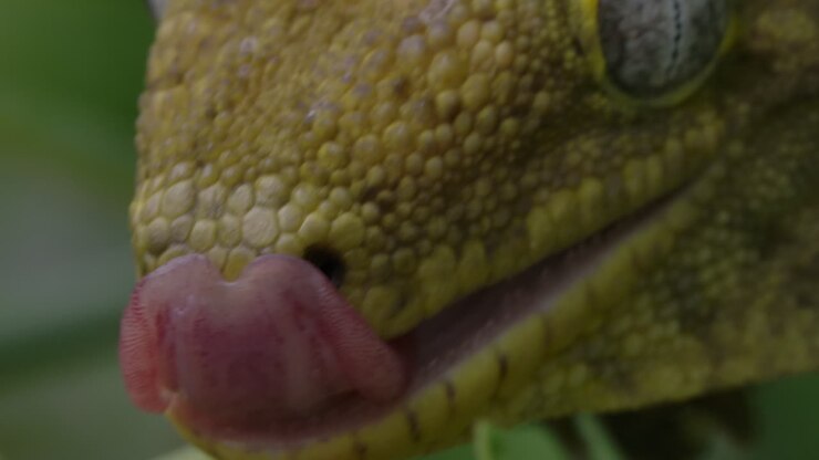 Nieuw-Caledonische gekko die zijn lippen likt, extreme close-up macro.
