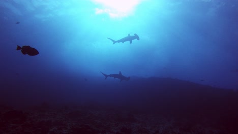 la silueta de un gran tiburón martillo en la isla cocos, costa rica