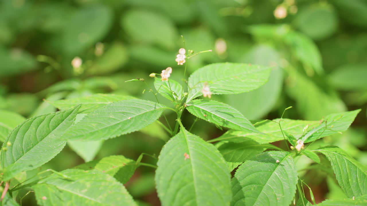 Close up of wild vegetation with small delicate flowers under natural sunlight, showing vivid green leaves, fine texture, and soft depth of field, creating peaceful nature scene with organic beauty
