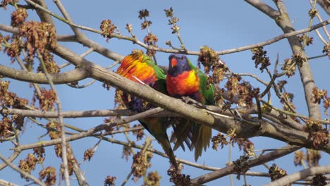 Two-Rainbow-Lorikeets-On-Tree-Branch