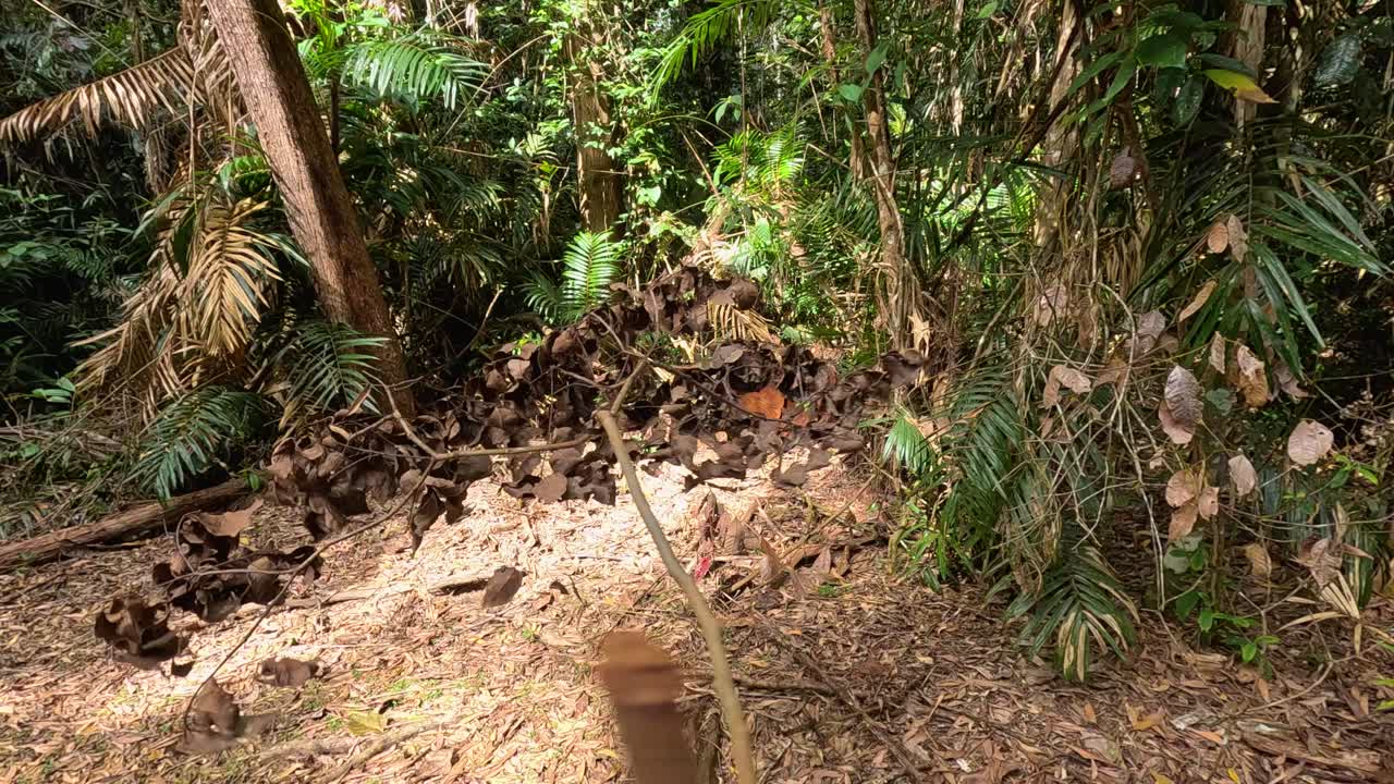 A serene jungle scene in Port Douglas, showcasing dense foliage and a leaf-strewn path under natural light