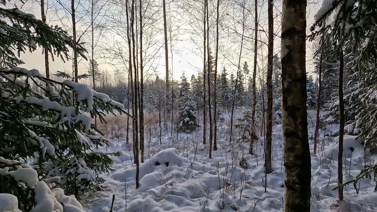 POV shot while walking dense coniferous forest with few dead trees visible in distance ahead on a cloudy day