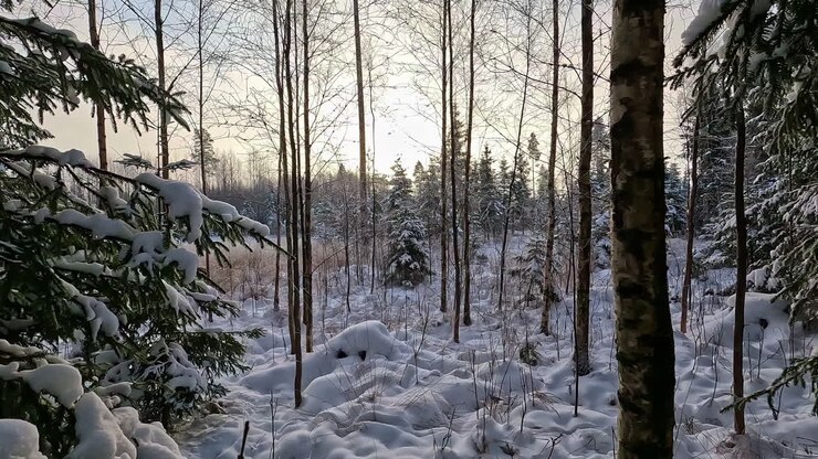 POV shot while walking dense coniferous forest with few dead trees visible in distance ahead on a cloudy day