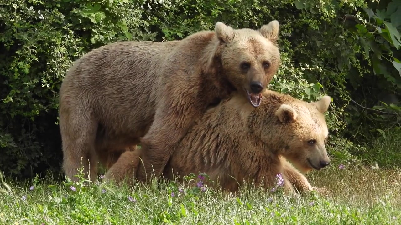 Two Brown Bears Standing Together in a Grassy Meadow
