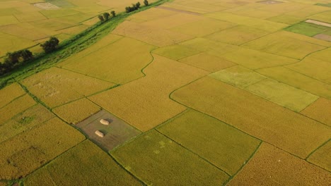 Die-Schönheit-Der-Natur-Erblühte-In-Der-Goldenen-Ernte-Von-Bengal-I