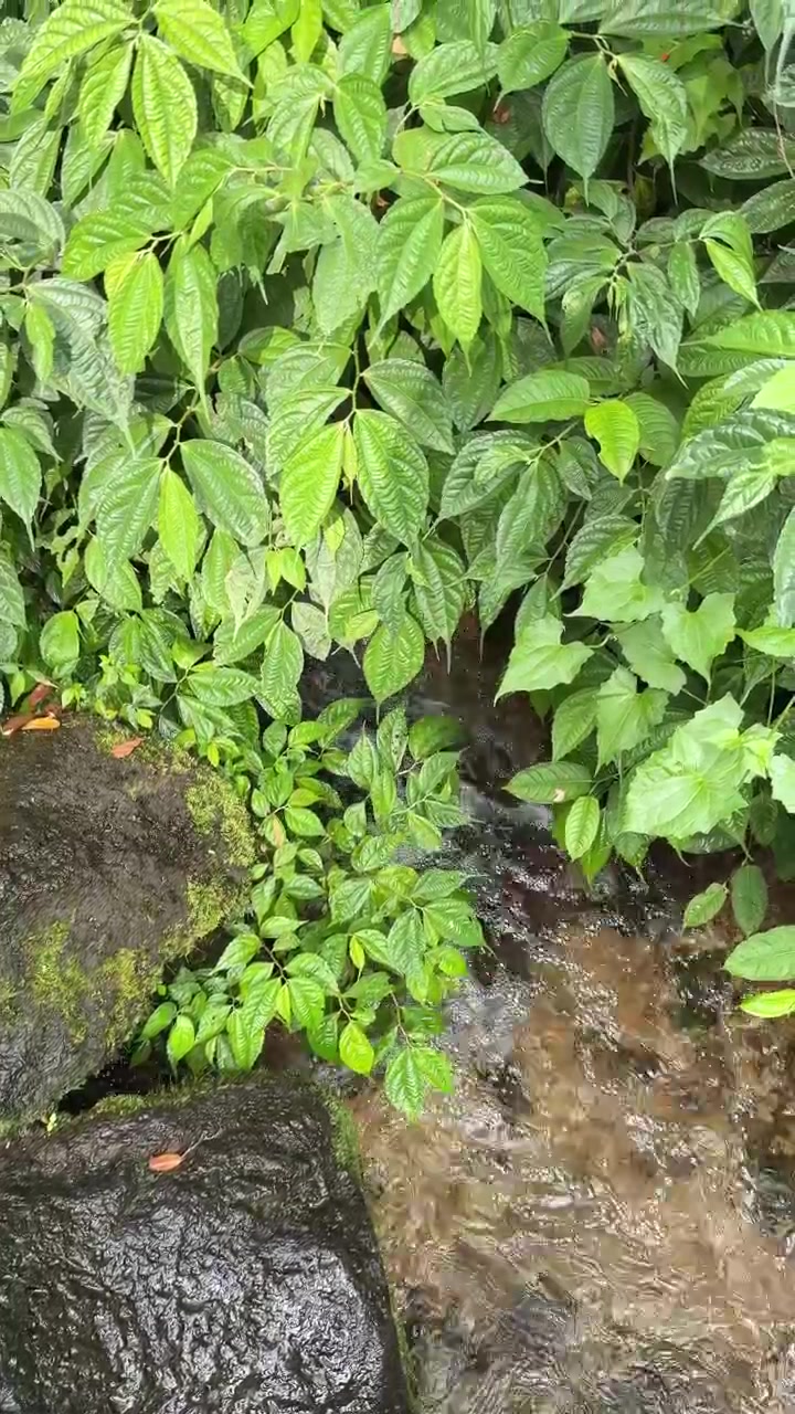 Piccolo ruscello che scorre in una lussureggiante foresta tropicale verde