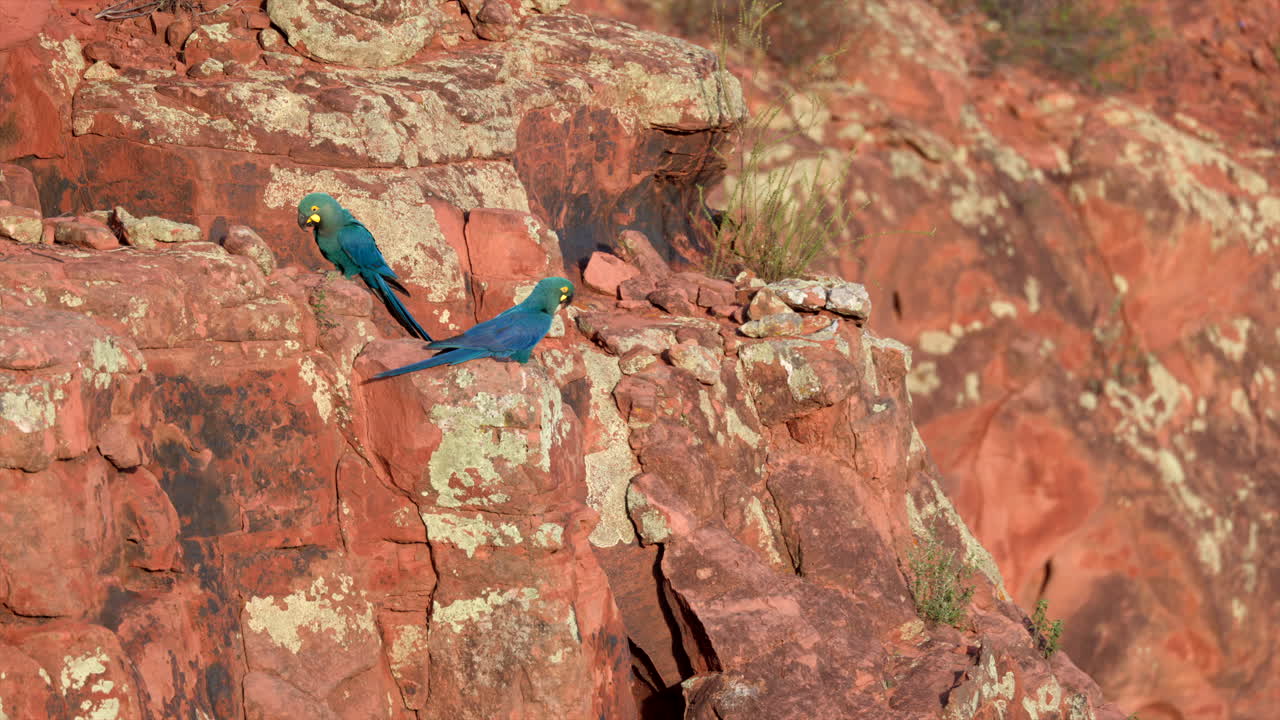 Arara-azul-de-lear ameaçada de extinção voando em câmera lenta, ninho de pássaros em penhasco na Caatinga2 - de vídeo original em 8K
