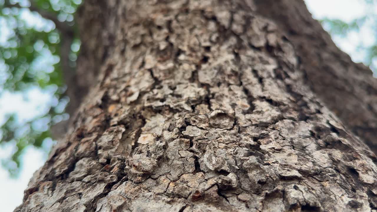 camera slowly ascending a tree trunk, revealing the detailed texture of the bark, showing the intricate patterns, cracks, and variations in the bark's surface