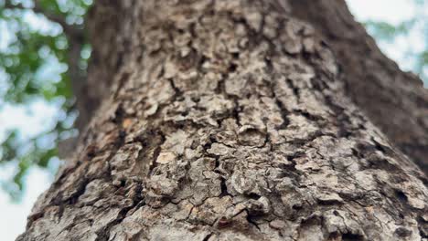 camera slowly ascending a tree trunk, revealing the detailed texture of the bark, showing the intricate patterns, cracks, and variations in the bark's surface