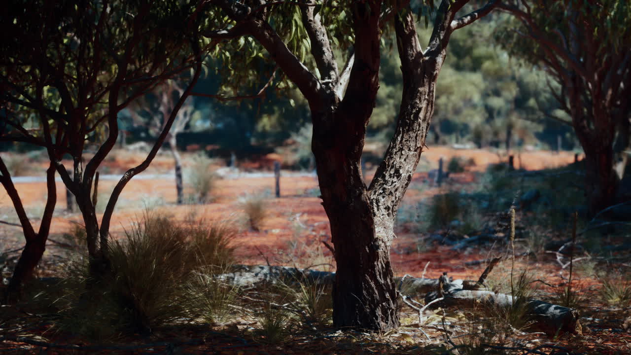 건조 한 오스트레일리아 풍경 에 있는 나무 줄기 의 근접 사진
