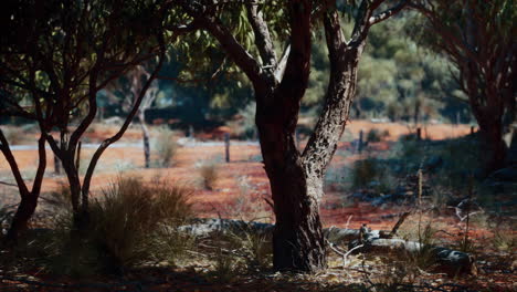 a close up of a tree trunk in a dry australian landscape