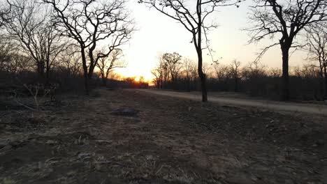 Drone flying through trees at sunset