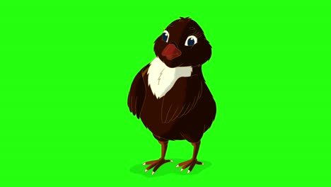 little black chicken stands and shakes off (chroma key)