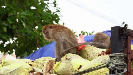 two crab-eating macaque, long-tailed macaque spotted on top of a dumpster truck, rummages through the mountain of rubbish, having a feast eating leftover food found in the pile