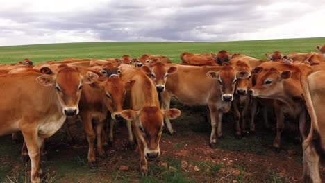 Dairy-farms-in-the-southern-cape-coast