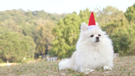 pomeranian with christmas hat lying in the park