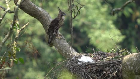 Ein-Wilder-Habichtsadler-Beobachtet-Seine-Nester-Von-Der-Spitze-Eines-Großen-Astes-Aus