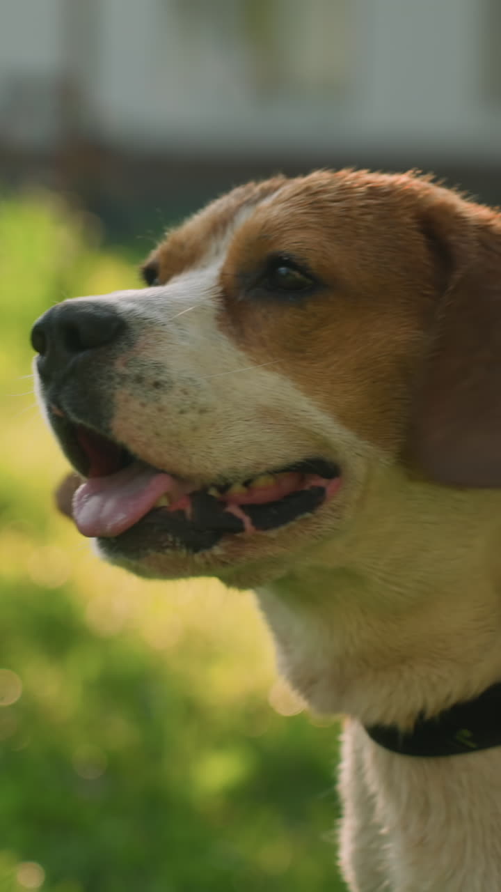 primer plano de un perro con correa roja de pie en una zona de hierba cerca de la vegetación exuberante, ladrando mientras da un paso hacia atrás con una expresión reflexiva, el fondo borroso presenta vegetación y edificios
