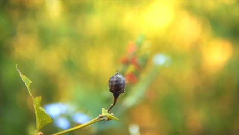 Close-up-bokeh-shot-of-a-single-flower-bud-ready-to-open-on-a-tree-branch