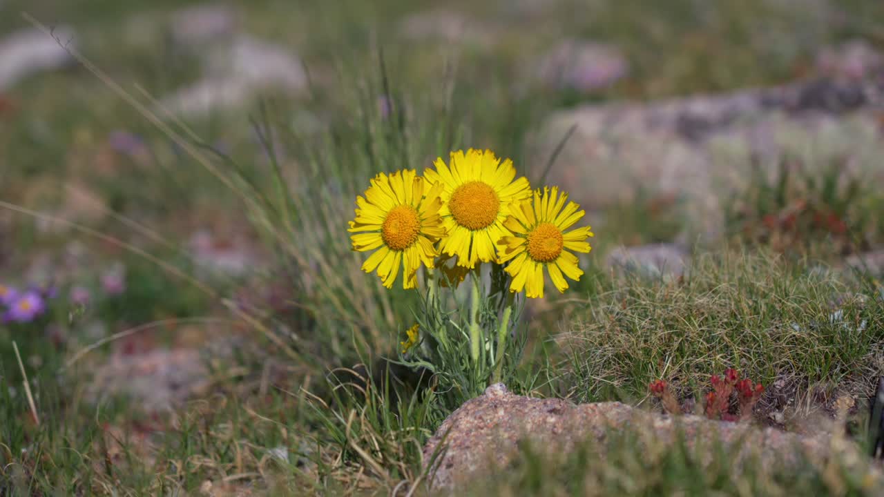 Yellow wildflowers Goldenweed Alpine Avens Arnica summit hiking trail 14er spring summer Mount Princeton Buena Vista Salida Colorado Sawatch Range Rocky Mountains sunny morning windy breeze grass