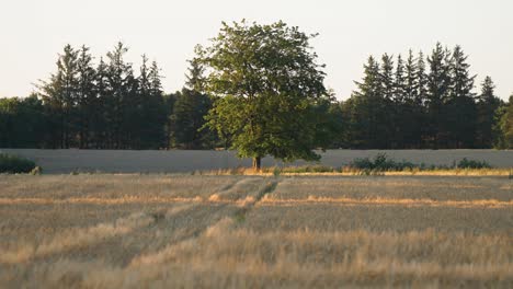 a pastoral landscape