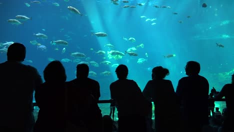 visitors are silhouetted against a huge underwater tank filled with fish sharks and manta rays at an aquarium