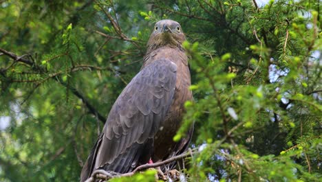 Europäischer-Wespenbussard-(Pernis-Apivorus),-Auch-Pern-Oder-Pern-Genannt,-Ist-Ein-Greifvogel-Aus-Der-Familie-Der-Accipitridae