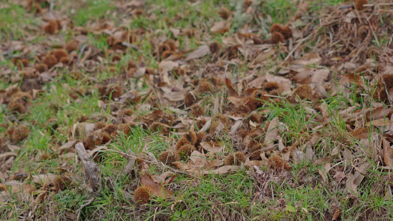 Brown Chestnut Shells Laying Next To Brown Leaves And Green Vegetation