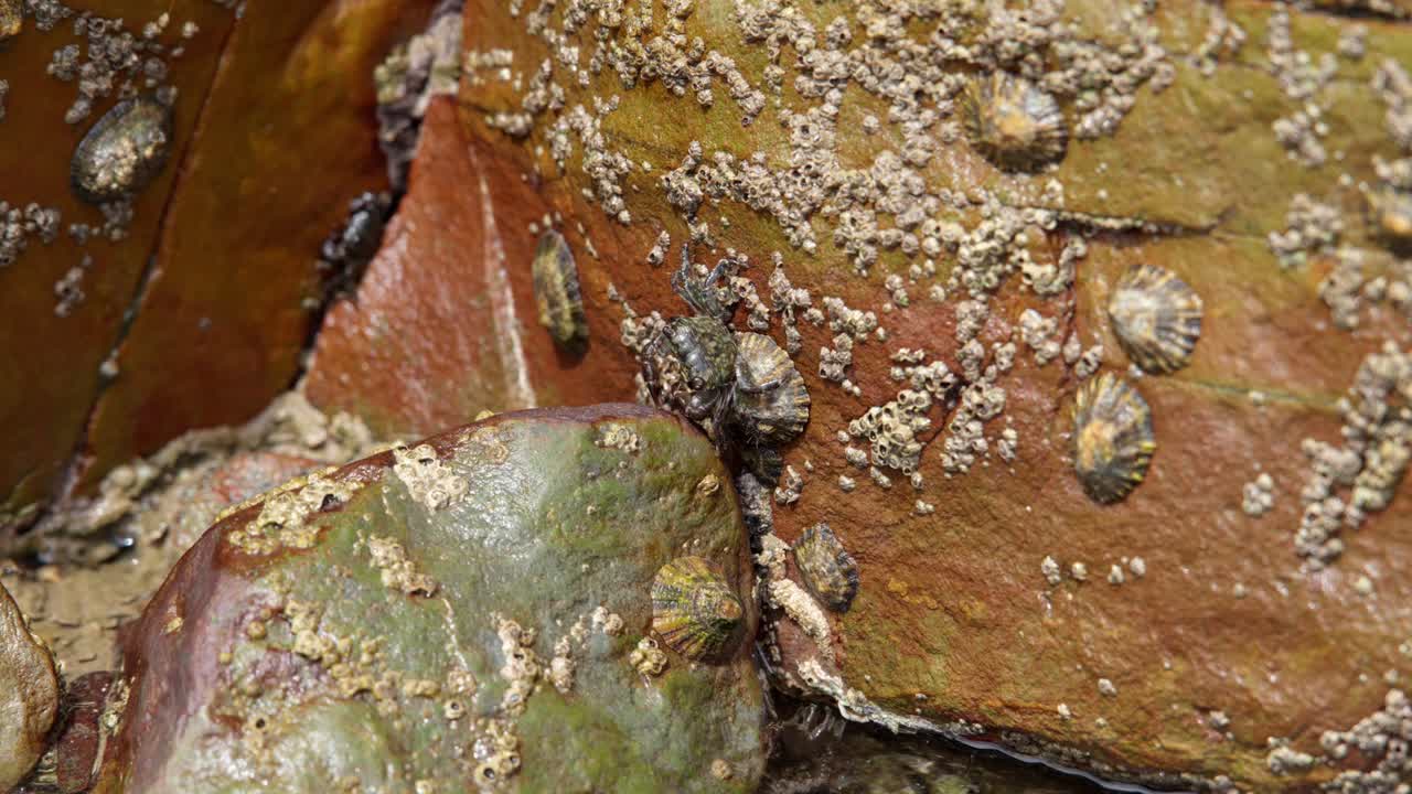 Pachygrapsus marmoratus wild crab eating and walking over rocky ocean floor surface during low tide