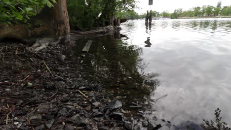 riverbank with stones at the lake