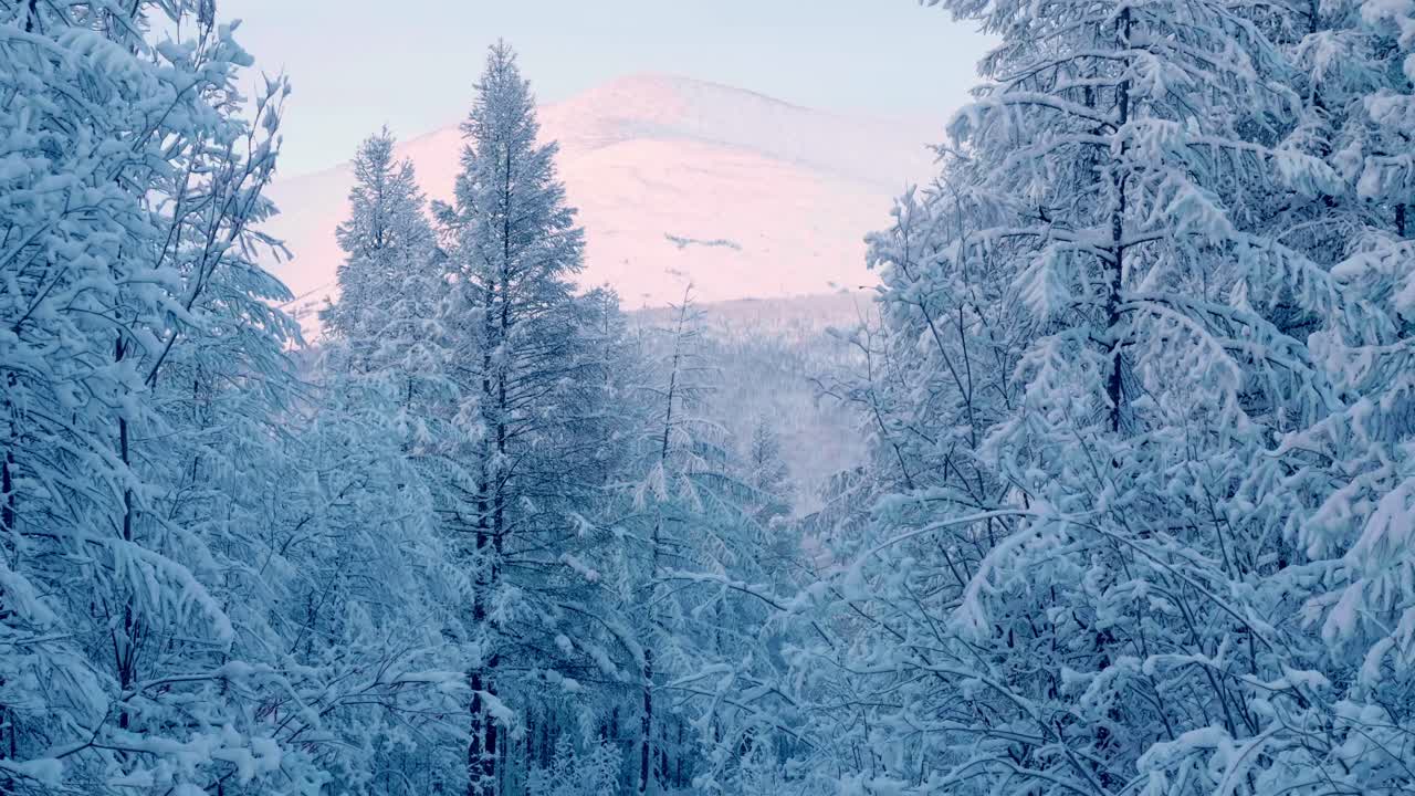 Fredelig vinterlandskap med snødekte trær og fjerne fjell. En rolig og klar himmel fullfører det pittoreske landskapet