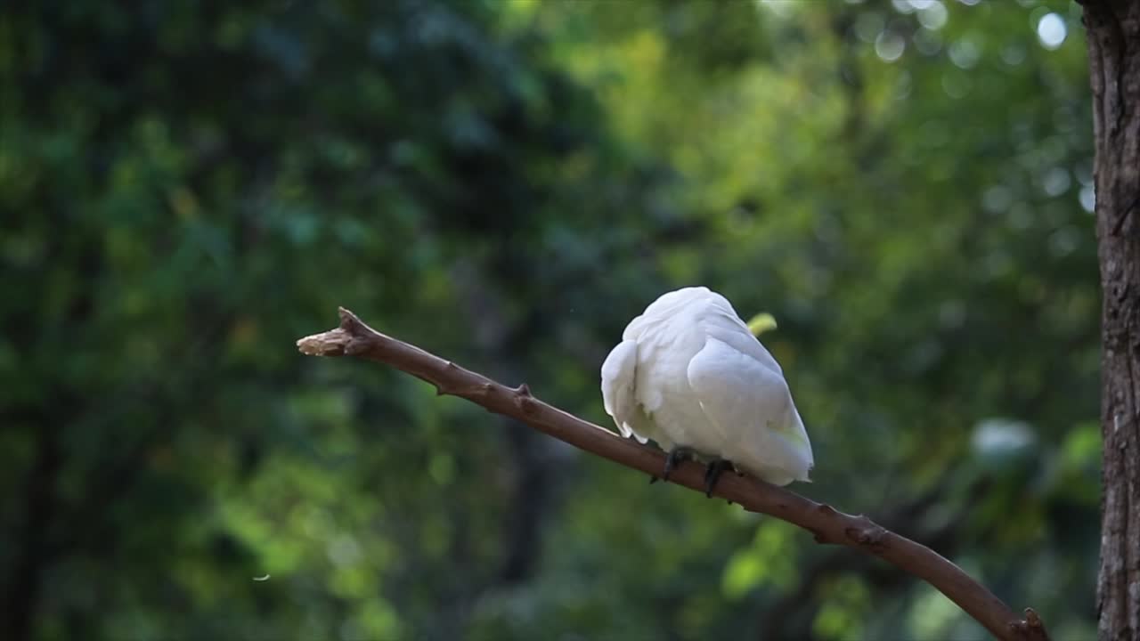 hermosa cacatúa blanca, cacatúa con cresta de azufre