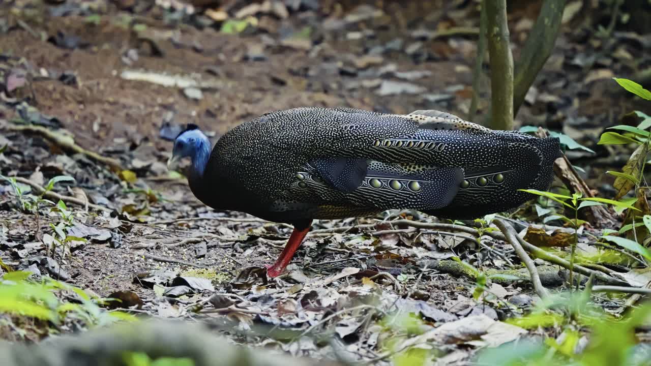 Remarkable Bird Of The Phasianidae Family. Great Argus Pecking In The Forest. Close-up Shot