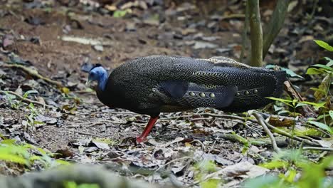 remarkable bird of the phasianidae family. great argus pecking in the forest. close-up shot