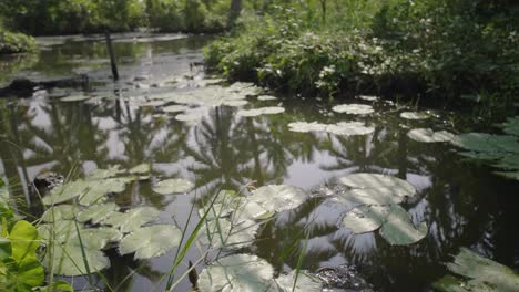 Cámara-Elevándose-A-Través-De-La-Hierba-Sobre-Almohadillas-De-Lirios-Flotando-En-El-Agua-Con-Cocoteros-Agrícolas-Reflejados-Con-Un-Solo-Lirio-Blanco-Y-Amarillo-En-Los-Remansos-De-Kerala-En-La-India-Sol-Brillando