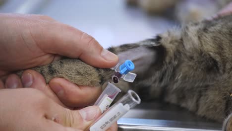 taking blood samples from a cat at vet clinic