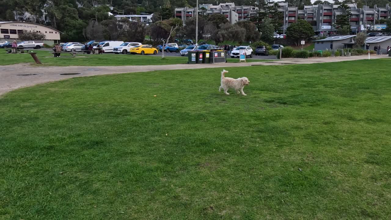 공원 에서 주인 과 함께 가져오기 를 하는 개