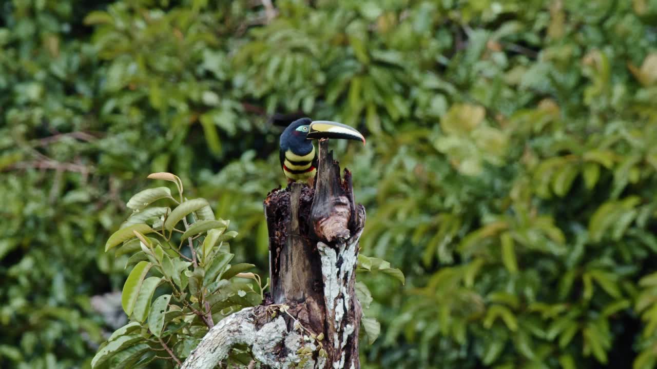 A toucan rests on a dead tree trunk, striped feathers vibrant against the green rainforest backdrop as it gently sharpens its colorful beak.