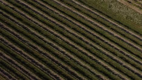 Bird's-eye-view-Drone-flies-over-vineyard-in-summer-sunshine