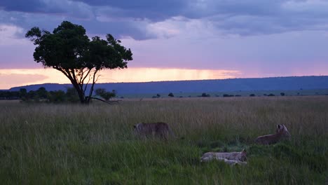 beautiful landscape scenery at dusk with a group of lions lying down looking out over the amazing maasai mara national reserve, kenya, africa safari animals in masai mara north conservancy