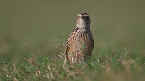 eurasian skylark singing in morning