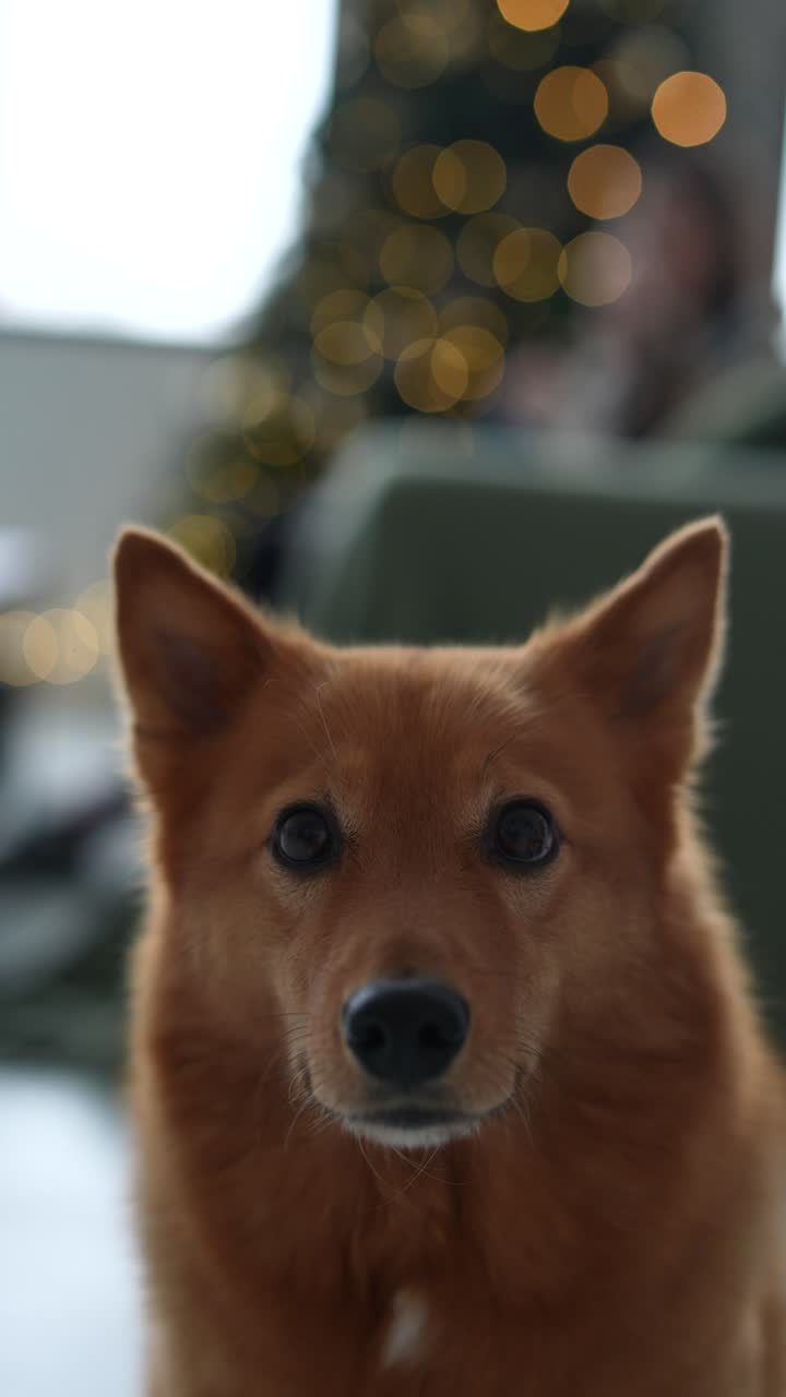 perro spitz finlandés frente al árbol de navidad