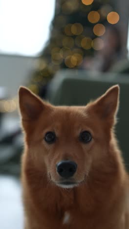 finnish spitz dog in front of christmas tree