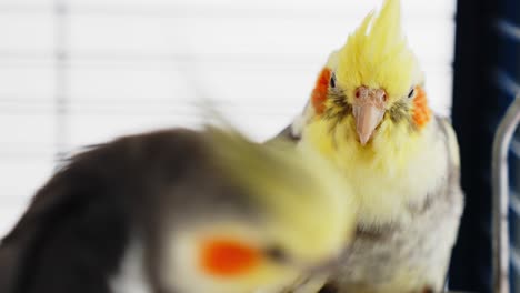 Cockatiel-duo-birds-romancing-each-other-in-captivity