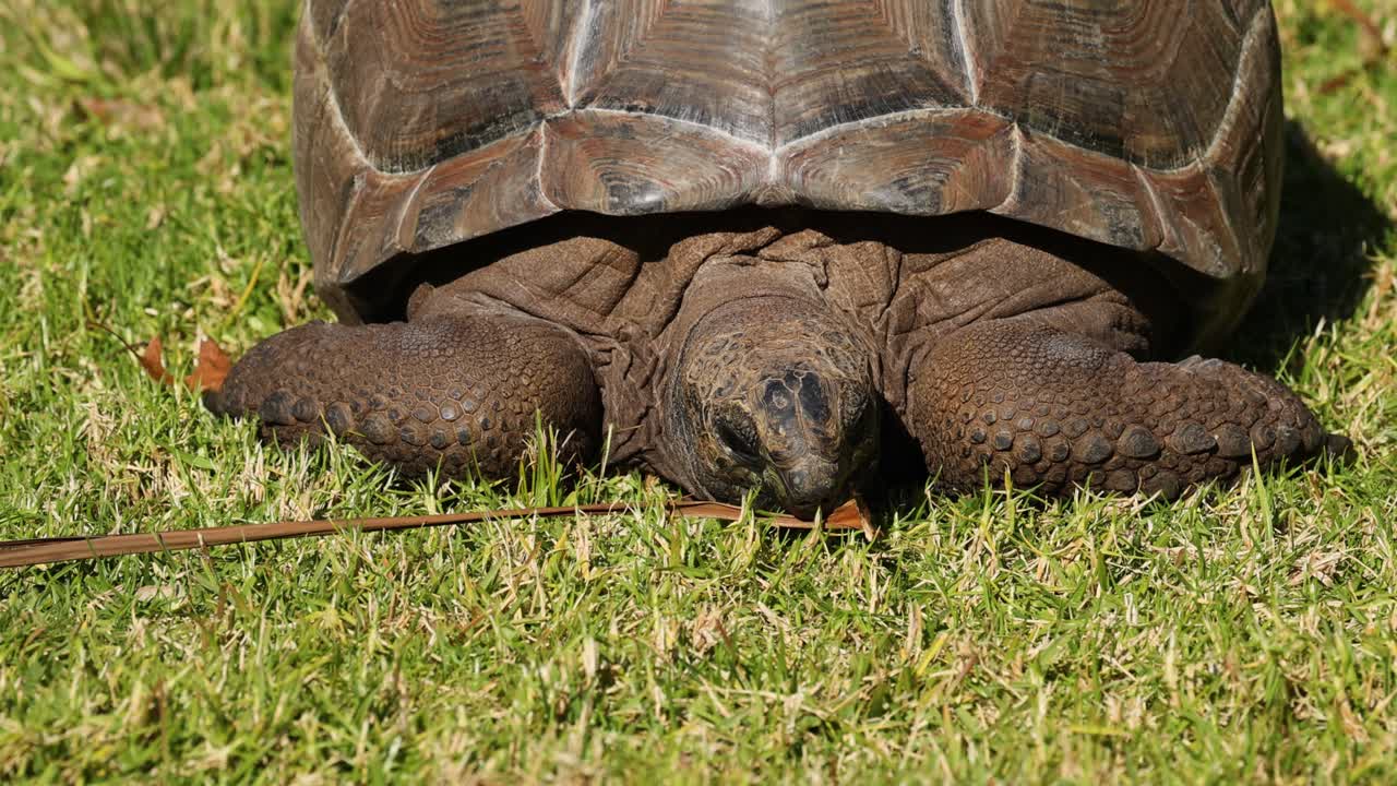 черепаха жует траву в зоопарке мельбурна