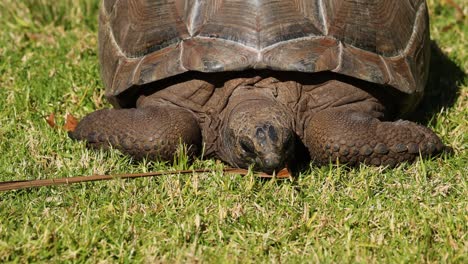 tortuga comiendo hierba en el zoológico de melbourne