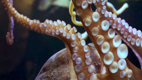 章魚用触角在水族館的玻璃上移動