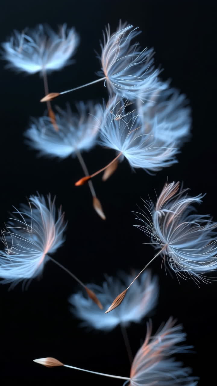 Light dandelion seeds in air. Light blue dandelion seeds drift gracefully through a dark background, showcasing nature's beauty in motion.